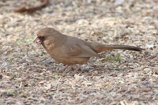 Aberts Towhee, Gilbert Water Park, Gilbert, AZ, 2-19-14, Jpa_0184.jpg