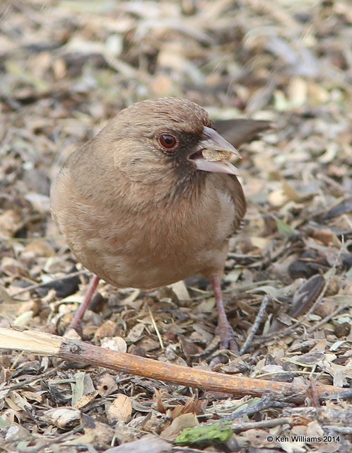 Abert's Towhee, Gilbert Water Park, Gilbert, AZ, 2-19-14, Jpa_0192.jpg