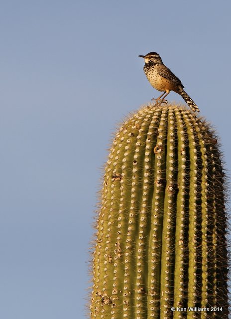 Cactus Wren, Tucson, AZ, 2-18-14, Jpa_9821.jpg