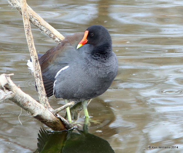 Common Gallinule - adult breeding plumage, Sweetwater Wetland, Tucson, AZ, 2-16-14, Jpa_8296.jpg