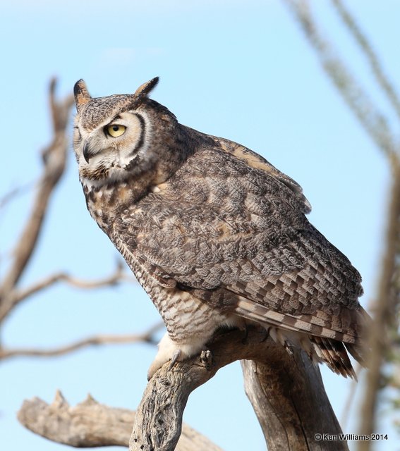 Great Horned Owl, Arizona-Sonora Desert Museum, Tucson, AZ, 2-17-14, Jpa_8447.jpg