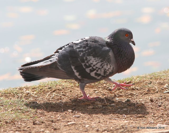 Rock Pigeon, Glendale, AZ, 2-21-14, Jpa_0805.jpg