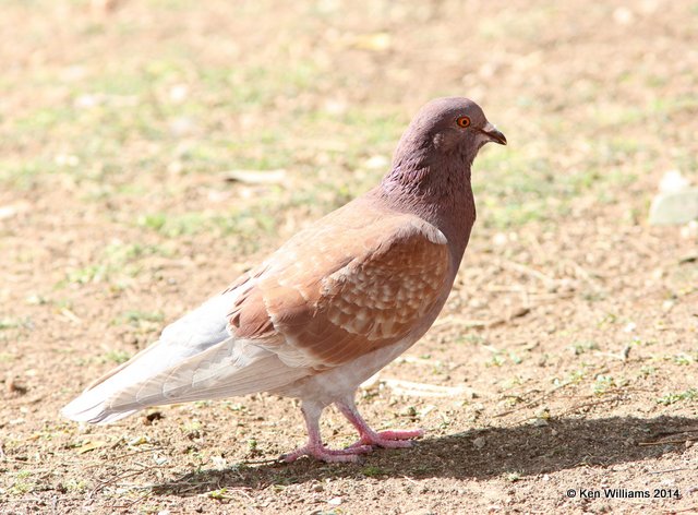 Rock Pigeon, Glendale, AZ, 2-21-14, Jpa_0810.jpg
