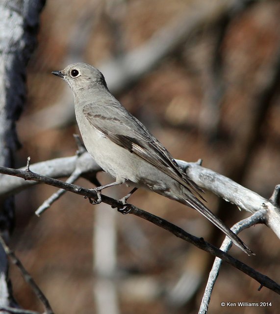 Townsend's Solitaire, Florida Canyon, AZ, 2-16-14, Jpa_8154.jpg