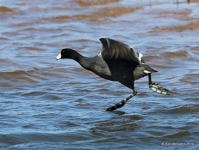 American Coot, Kaw Lake, Kay Co, OK, 3-19-14, Jp_08026.JPG