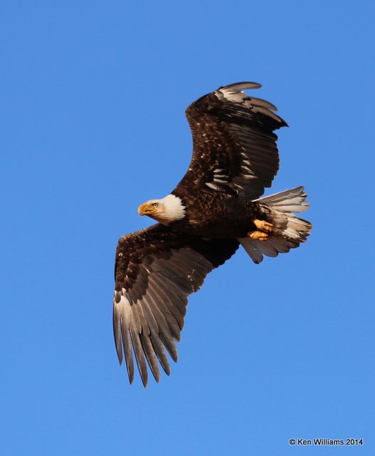 Bald Eagle basic 4th year, Sooner Lake, Pawnee Co, OK, 3-19-14, Jp_07687.JPG