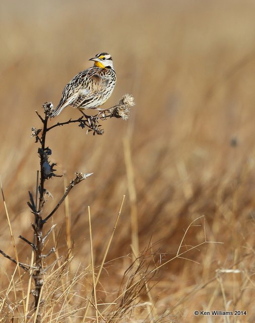 Eastern Meadowlark, adult male breeding plumage, W. of Pawhuska, Osage Co, OK, 3-19-14, Jp2_07781.JPG