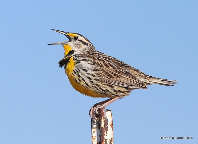 Eastern Meadowlark, adult male breeding plumage, W. of Pawhuska, Osage Co, OK, 3-19-14, Jp_08275.JPG