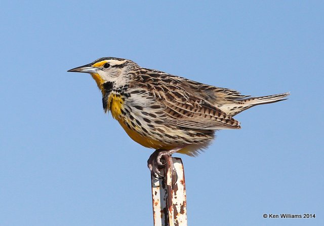 Eastern Meadowlark, adult male breeding plumage, W. of Pawhuska, Osage Co, OK, 3-19-14, Jp_08281.JPG