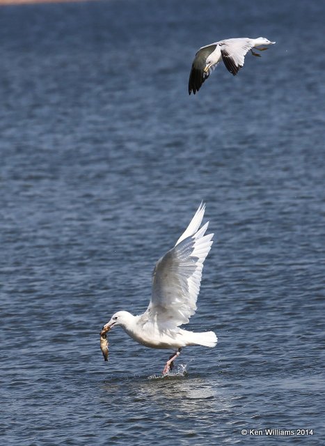 Glaucous Gull - first-cycle & Ring-billed Gull - 2nd cycle, Kaw Lake, Kay Co, OK, 3-19-14, Jp2_07925.JPG