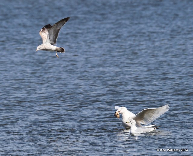 Glaucous Gull - first-cycle & Ring-billed Gulls - 2nd cycle & 1st cycle flying, Kaw Lake, Kay Co, OK, 3-19-14, Jp_07942.JPG
