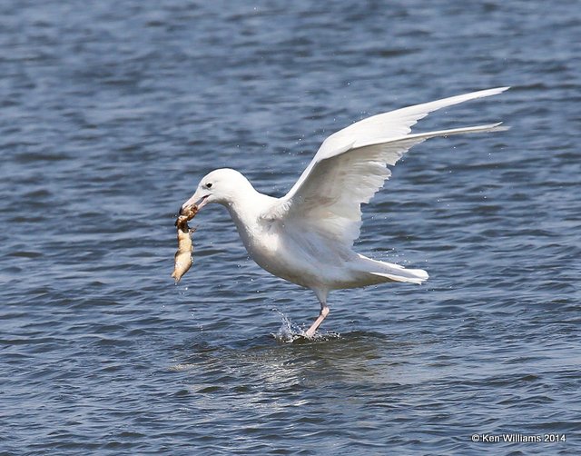 Glaucous Gull - first-cycle, Kaw Lake, Kay Co, OK, 3-19-14, Jp_07924.JPG