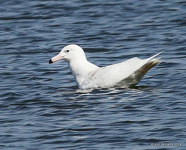 Glaucous Gull - first-cycle, Kaw Lake, Kay Co, OK, 3-19-14, Jp_07956.JPG