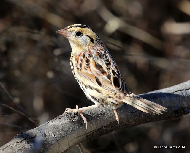 Le Conte's Sparrow adult, Sooner Lake, Pawnee Co, OK, 3-19-14, Jp_07817.JPG