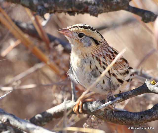 Le Conte's Sparrow adult, Sooner Lake, Pawnee Co, OK, 3-19-14, Jp_07846.JPG