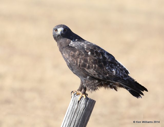 Rough-legged Hawk - dark morph black type adult, W. of Pawhuska, Osage Co, OK, 3-19-14, Jpa_08296.JPG