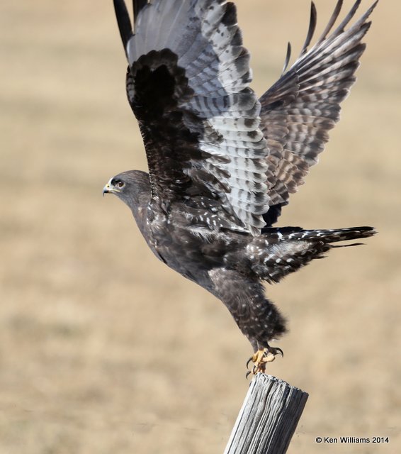 Rough-legged Hawk - dark morph black type adult, W. of Pawhuska, Osage Co, OK, 3-19-14, Jpa_08298.JPG