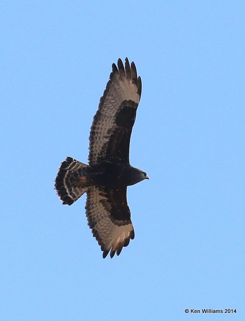 Rough-legged Hawk - dark morph black type adult, W. of Pawhuska, Osage Co, OK, 3-19-14, Jpa_08323.JPG