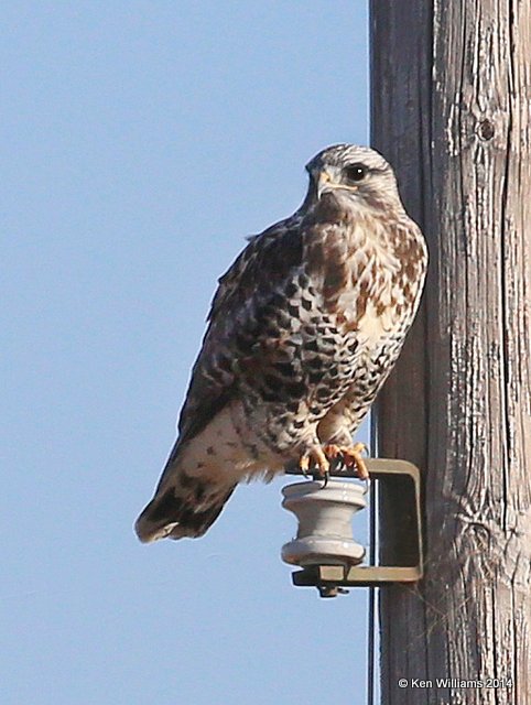 Rough-legged Hawk - light morph moderately marked adult male, W. of Pawhuska, Osage Co, OK, 3-19-14, Jpa_08340.JPG
