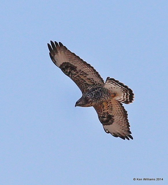 Rough-legged Hawk - light morph male, W. of Pawhuska, Osage Co, OK, 3-19-14, Jpa_08344.JPG