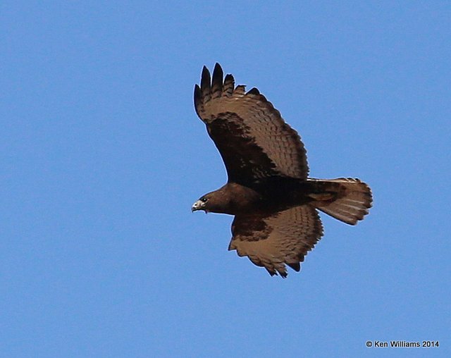 Rough-legged Hawk - dark morph brown type adult, W. of Pawhuska, Osage Co, OK, 3-19-14, Jp_08181.JPG