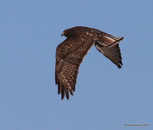 Rough-legged Hawk - dark morph brown type, W. of Pawhuska, Osage Co, OK, 3-19-14, Jpa_08173.JPG