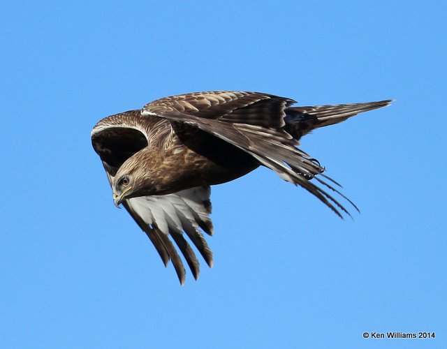 Rough-legged Hawk - dark morph brown type juvenile, W. of Pawhuska, Osage Co, OK, 3-19-14, Jp_08355.JPG