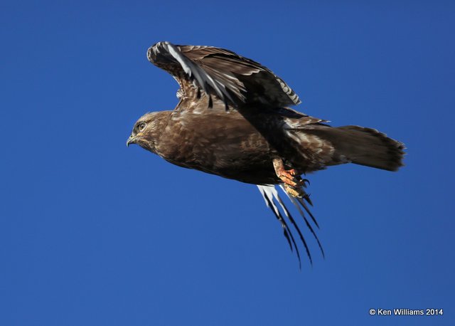 Rough-legged Hawk - dark morph brown type juvenile, W. of Pawhuska, Osage Co, OK, 3-19-14, Jp_08380.JPG