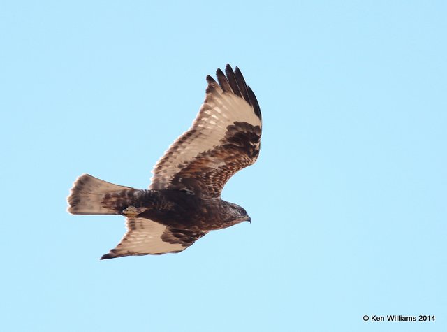 Rough-legged Hawk - dark morph brown type juvenile, W. of Pawhuska, Osage Co, OK, 3-19-14, Jp_08400.JPG