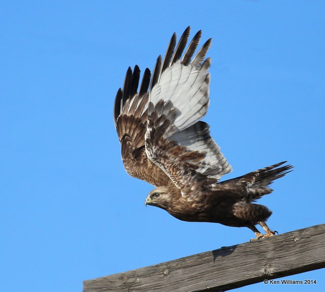 Rough-legged Hawk - dark morph brown type juvenile, W. of Pawhuska, Osage Co, OK, 3-19-14, Jpa_08352.JPG