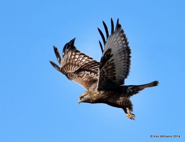 Rough-legged Hawk - dark morph brown type juvenile, W. of Pawhuska, Osage Co, OK, 3-19-14, Jpa_08354.JPG