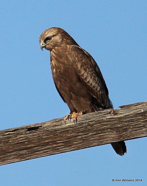 Rough-legged Hawk - dark morph brown type juvenile, W. of Pawhuska, Osage Co, OK, 3-19-14, Jpa_08364.JPG