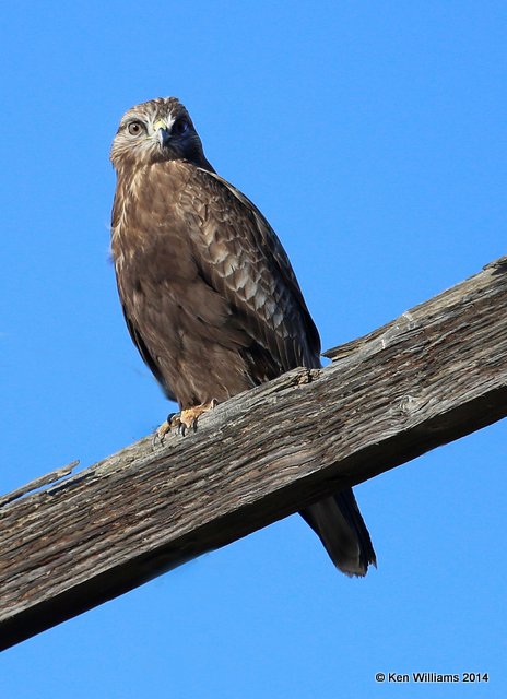 Rough-legged Hawk - dark morph brown type juvenile, W. of Pawhuska, Osage Co, OK, 3-19-14, Jpa_08373.JPG