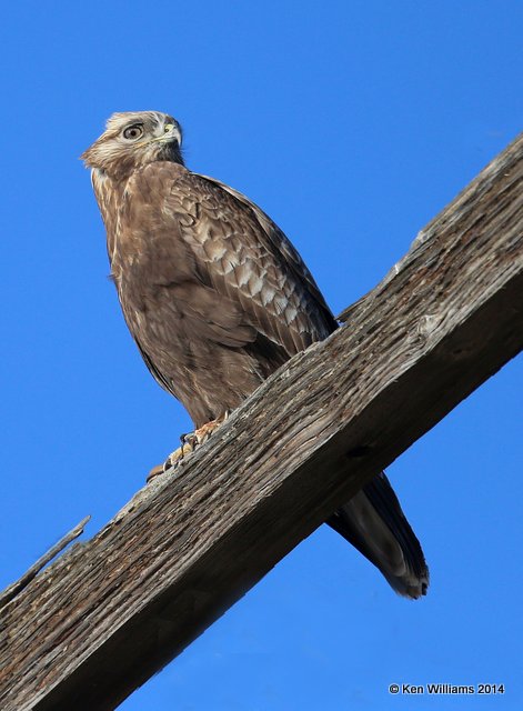 Rough-legged Hawk - dark morph brown type juvenile, W. of Pawhuska, Osage Co, OK, 3-19-14, Jpa_08378.JPG