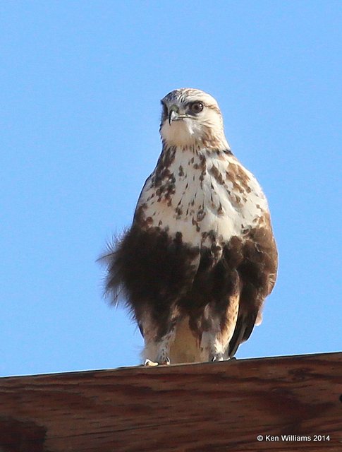 Rough-legged Hawk - light morph juvenile, W. of Pawhuska, Osage Co, OK, 3-19-14, Jpa_08205.JPG