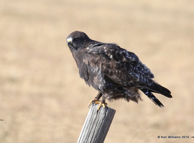 Rough-legged Hawk - dark morph black type adult, W. of Pawhuska, Osage Co, OK, 3-19-14, Jsp_08286.jpg