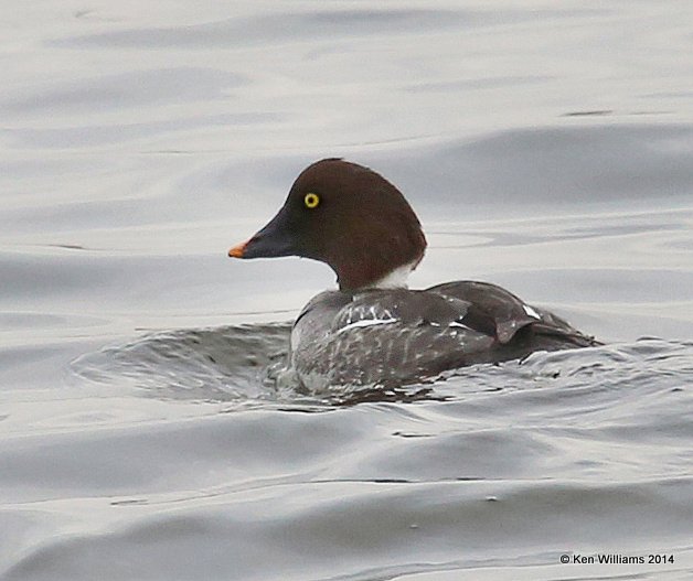 Common Goldeneye female, Collinsville, OK, 3-28-14, Jsp50_08521.JPGCommon Goldeneye - female