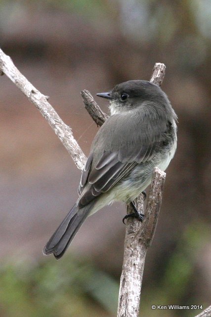 Eastern Phoebe, Sequoyah State Park, Ft. Gibson Lake, Cherokee Co, OK, 9-7-11, Ja 1022.jpg