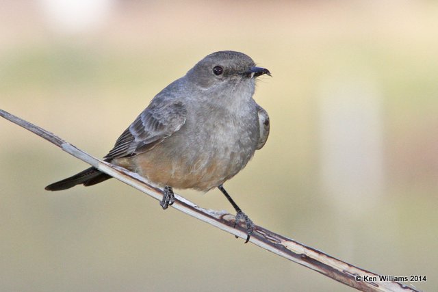Say's Phoebe, Big Bend NP, TX, 4-20-12, Ja2_7020.jpg