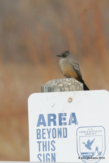 Say's Phoebe, Guard Bird, Bosque del Apache NWR, NM 12-7-08, RL 1584.jpg