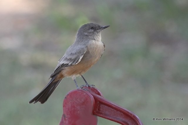Say's Phoebe, Lake Etling, OK 8-24-11, Ja 4739.jpg