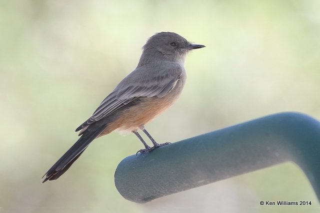 Say's Phoebe, Lake Etling, OK 8-24-11, Ja 4751.jpg
