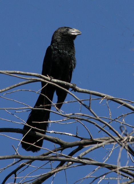 Groved-billed Ani, San Ygnacio, TX, 4-22-12, Jp_8156.JPG