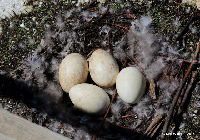 Canada Geese - Common nest, Tenkiller Lake, OK, 4-4-14, Jpa_09070.jpg