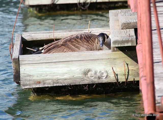 Canada Geese - Common nest, Tenkiller Lake, OK, 4-4-14, Jpa_09491.jpg