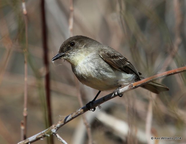 Eastern Phoebe, Tenkiller Lake, OK, 4-4-14, Jpa_09074.jpg