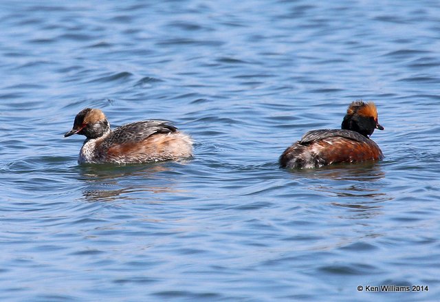 Horned Grebe, Tenkiller Lake, OK, 4-4-14, Jpa_09197.jpg