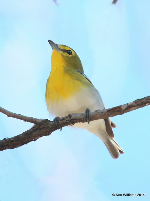 Yellow-throated Vireo, Sequoyah SP, OK, 4-5-14, Jpa_09728.jpg