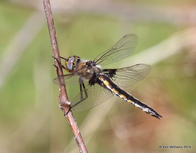 Mantled Baskettail, Okmulgee NWR, Okmulgee Co, OK, 4-8-14, Jp_09941.JPG