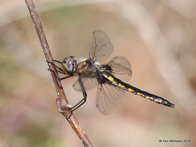 Mantled Baskettail, Okmulgee NWR, Okmulgee Co, OK, 4-8-14, Jp_09944.JPG